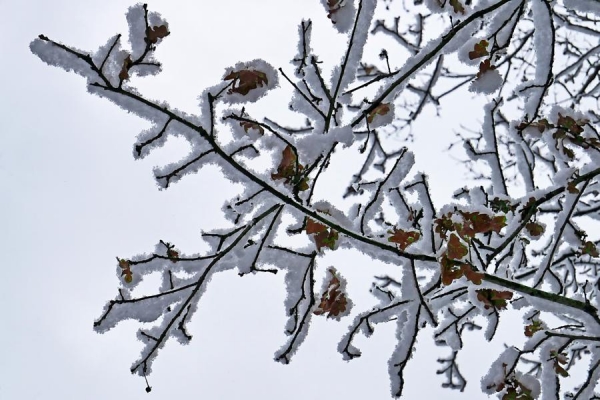 Schnee auf Aesten - (c) R Plock.jpg